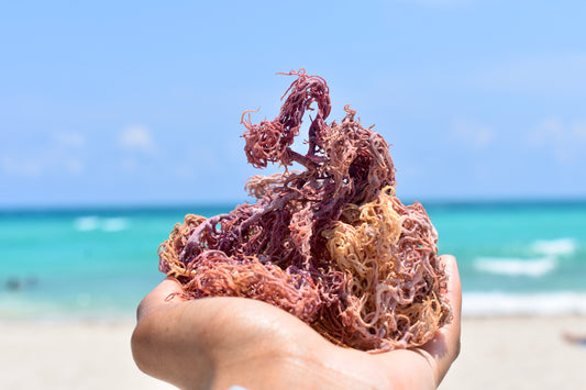 Purple Grenadian Sea Moss